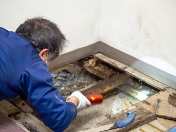 Best Mold Damage Repair  in Saugatuck, CT