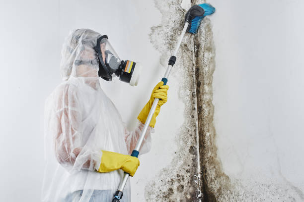 Best Home Mold Removal  in Saugatuck, CT