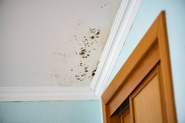 Best Toxic Mold Removal  in Saugatuck, CT