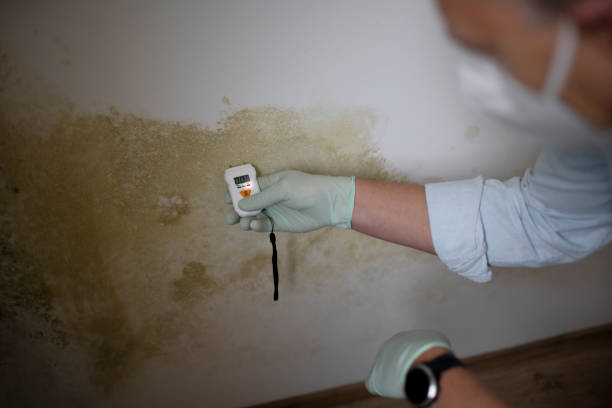 Best Emergency Mold Removal  in Saugatuck, CT
