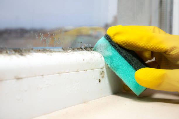 Best Mold Testing  in Saugatuck, CT