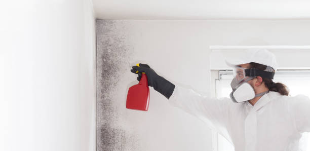 Saugatuck, CT Mold Removal Company