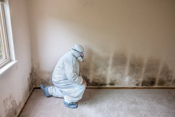 Best Attic Mold Removal  in Saugatuck, CT
