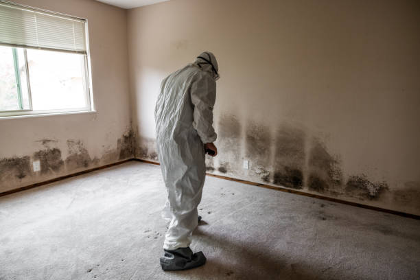 Best Mold Removal Company Near Me  in Saugatuck, CT