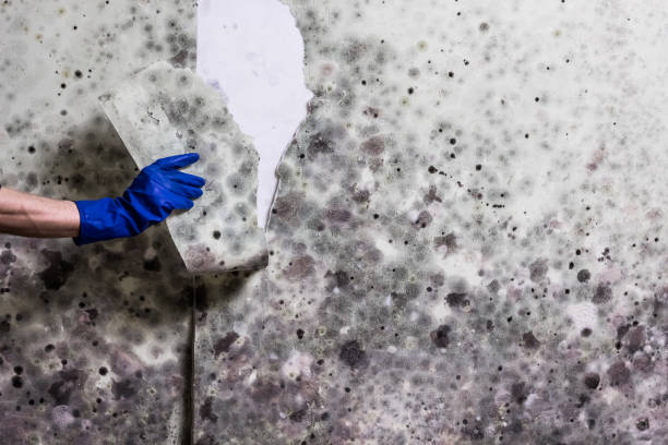 Reliable Saugatuck, CT Mold Removal Solutions