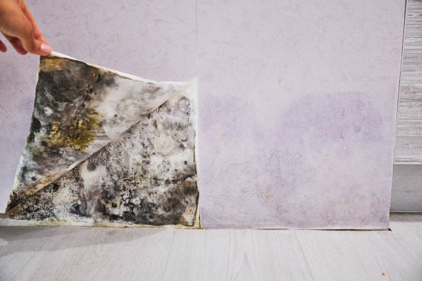 Best Mold Damage Repair  in Saugatuck, CT